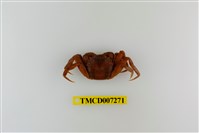 藏品(日本絨螯蟹)的圖片